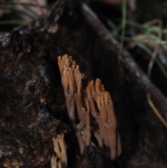 Artomyces colensoi (Delicate Peppery Coral) at Dalmeny, NSW - 5 Jul 2024 by Bushrevival