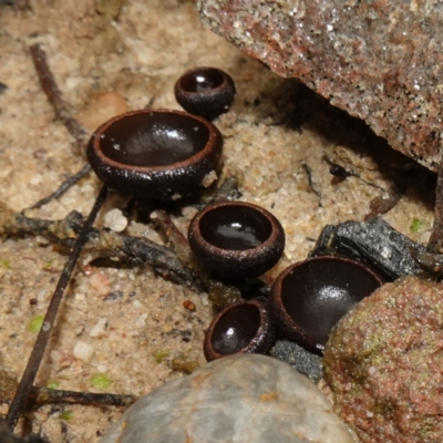 Plectania campylospora (Brown Forest Cup) at Morton National Park - 30 Jun 2024 by RobG1