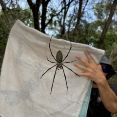 Nephila pilipes (Giant Golden Orb-Weaving Spider) at Hope Vale, QLD - 5 Jul 2024 by GlossyGal