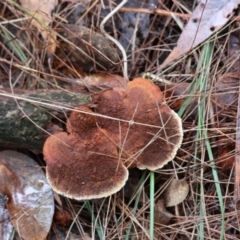 Unidentified Shelf-like to hoof-like & usually on wood by LisaH