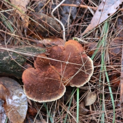 Unidentified Shelf-like to hoof-like & usually on wood by LisaH