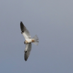 Elanus axillaris (Black-shouldered Kite) at Ginninderry Conservation Corridor - 5 Jul 2024 by AlisonMilton