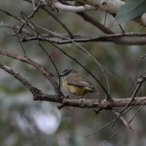 Acanthiza chrysorrhoa at Ginninderry Conservation Corridor - 5 Jul 2024