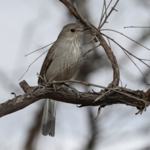 Colluricincla harmonica at Ginninderry Conservation Corridor - 5 Jul 2024 01:28 PM