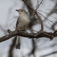 Colluricincla harmonica at Ginninderry Conservation Corridor - 5 Jul 2024 01:28 PM