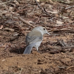 Colluricincla harmonica at Ginninderry Conservation Corridor - 5 Jul 2024 01:28 PM