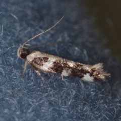 Macrobathra baliomitra (A Gelechioid moth) at Corio, VIC - 4 Dec 2010 by WendyEM