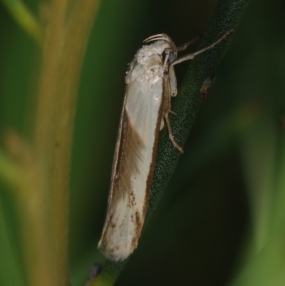 Philobota productella (Pasture Tunnel Moth) at Corio, VIC - 4 Dec 2010 by WendyEM