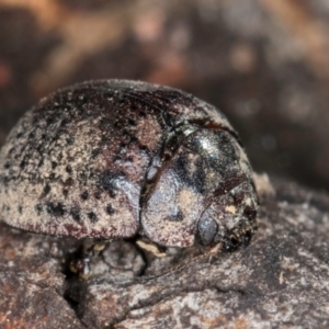 Trachymela sp. (genus) at Bruce Ridge to Gossan Hill - 5 Jul 2024