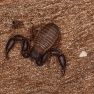 Conicochernes sp. (genus) at Bruce Ridge to Gossan Hill - 5 Jul 2024 10:53 AM