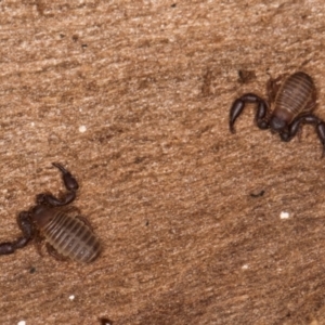 Conicochernes sp. (genus) at Bruce Ridge to Gossan Hill - 5 Jul 2024 10:53 AM