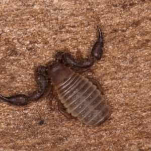 Conicochernes sp. (genus) at Bruce Ridge to Gossan Hill - 5 Jul 2024 10:53 AM