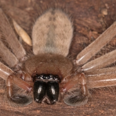 Delena cancerides (Social huntsman spider) at Bruce Ridge to Gossan Hill - 5 Jul 2024 by kasiaaus