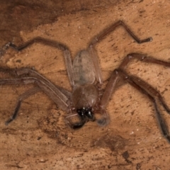 Delena cancerides at Bruce Ridge to Gossan Hill - 5 Jul 2024