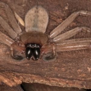 Delena cancerides at Bruce Ridge to Gossan Hill - 5 Jul 2024