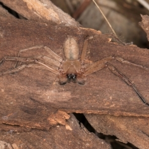 Delena cancerides at Bruce Ridge to Gossan Hill - 5 Jul 2024