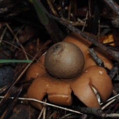 Geastrum triplex (Collared Earth Star) at Dalmeny, NSW - 5 Jul 2024 by Bushrevival