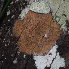 Unverified Lichen at Dalmeny, NSW - 5 Jul 2024 by Bushrevival