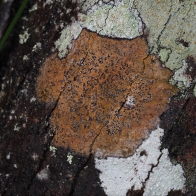 Unverified Lichen at Dalmeny, NSW - 5 Jul 2024 by Bushrevival