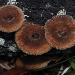 Lentinus fasciatus (Hairy Trumpet) at Dalmeny, NSW - 5 Jul 2024 by Bushrevival