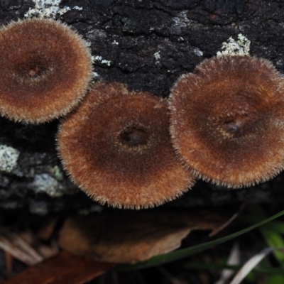 Lentinus fasciatus (Hairy Trumpet) at Dalmeny, NSW - 5 Jul 2024 by Bushrevival