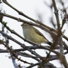 Smicrornis brevirostris (Weebill) at Florey, ACT - 5 Jul 2024 by KorinneM