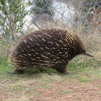 Tachyglossus aculeatus (Short-beaked Echidna) at Strathnairn, ACT - 5 Jul 2024 by Christine