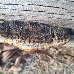 Trametes sp. at Florey, ACT - 5 Jul 2024 by KorinneM