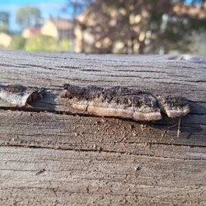 Gloeophyllum at Florey, ACT - 25 Jul 2024 02:49 PM