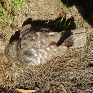 Ninox boobook at Stirling, ACT - 6 Jul 2024