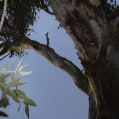 Ninox boobook at Stirling, ACT - 6 Jul 2024 10:47 AM