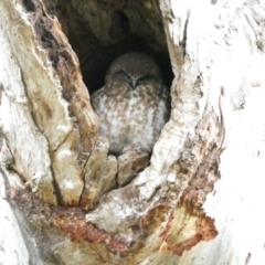 Ninox boobook at Stirling, ACT - 6 Jul 2024 10:47 AM