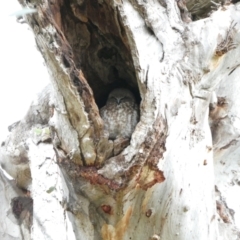 Ninox boobook at Stirling, ACT - 6 Jul 2024 10:47 AM