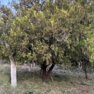 Exocarpos cupressiformis at QPRC LGA - suppressed