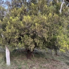 Exocarpos cupressiformis at QPRC LGA - suppressed