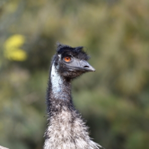 Dromaius novaehollandiae at Cotter Reserve - 17 Sep 2020