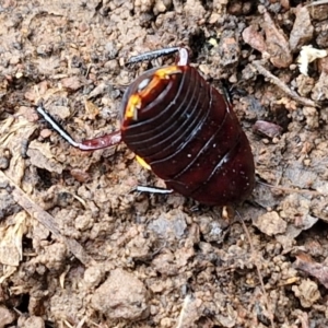 Platyzosteria similis at Alison Hone Reserve - 6 Jul 2024