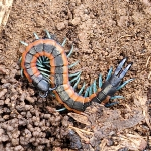 Scolopendra sp. (genus) at Alison Hone Reserve - 6 Jul 2024 12:32 PM