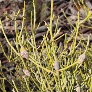 Omphacomeria acerba at Alison Hone Reserve - 6 Jul 2024 12:27 PM