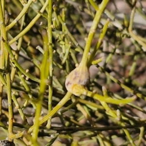 Omphacomeria acerba at Alison Hone Reserve - 6 Jul 2024 12:27 PM