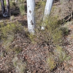 Omphacomeria acerba at Alison Hone Reserve - 6 Jul 2024 12:27 PM