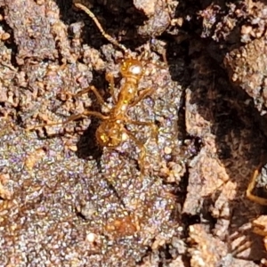 Aphaenogaster longiceps at Alison Hone Reserve - 6 Jul 2024 12:21 PM