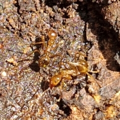 Aphaenogaster longiceps at Alison Hone Reserve - 6 Jul 2024