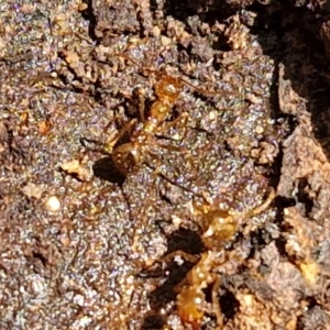 Aphaenogaster longiceps at Alison Hone Reserve - 6 Jul 2024