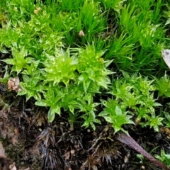 Unidentified Moss, Liverwort or Hornwort at Kingsdale, NSW - 6 Jul 2024 by trevorpreston