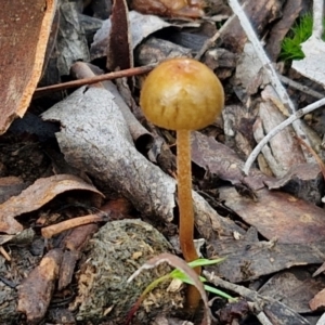 Protostropharia semiglobata at Alison Hone Reserve - 6 Jul 2024 12:09 PM