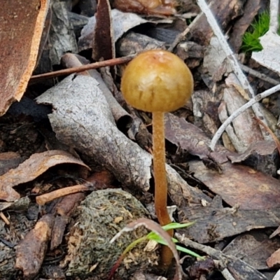 Protostropharia semiglobata (Dung Roundhead) at Alison Hone Reserve - 6 Jul 2024 by trevorpreston