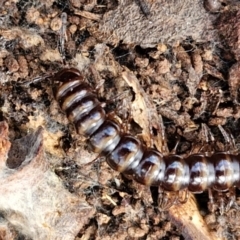 Paradoxosomatidae sp. (family) (Millipede) at Alison Hone Reserve - 6 Jul 2024 by trevorpreston