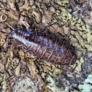 Isopoda (order) at Alison Hone Reserve - 6 Jul 2024 12:00 PM