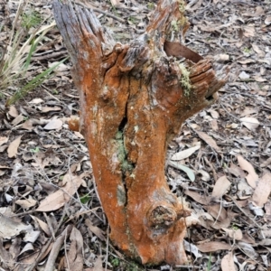 Trentepohlia sp. (genus) at Alison Hone Reserve - 6 Jul 2024